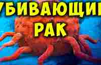 Рак Умирает, когда вы Едите эти 15 продуктов! Продукты Против Рака - YouTube