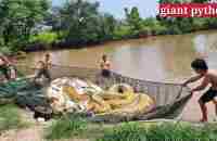 Chicken was swallowed by a giant snake when a young man fished - YouTube
