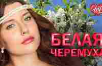 БЕЛАЯ ЧЕРЕМУХА ♥ ХИТЫ ШАНСОНА ДЛЯ ТАНЦПОЛА WLV ♥ ПЕСНЯ ЗАЖИГАЛКА ♥ RUSSISCHE MUSIK RUSSIAN MUSIC HIT - YouTube