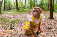 Monkey Kaka was taken by Dad to the forest to relieve stress - YouTube