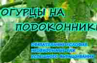 ОГУРЦЫ НА ПОДОКОННИКЕ. ШАГ 4. НЕОБХОДИМЫЕ УСЛОВИЯ ДЛЯ РОСТА. - YouTube