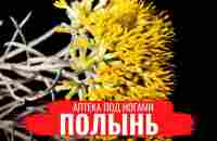 ПОЛЫНЬ  Полезные лечебные свойства  Правила сбора  Нюансы заготовки  Аптека под ногами - YouTube