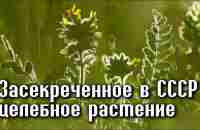 Трава ЖИЗНИ, засекреченная Сталиным - YouTube