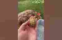 Baby tortoises hatching out of the ground 