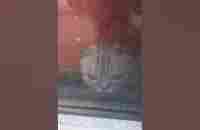 Cat behind the window #cat #yaroslavl #street - YouTube