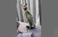 Смешное видео#cats #приколы #jokes #shorts #catvideos #catlovers #catstiktok #catvideos - YouTube