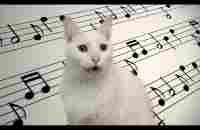 Mozart - Cats Parody - Singing Cats Version - YouTube