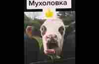 Удивительно Смешные Животные 