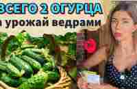 ОГРОМНЫЙ УРОЖАЙ ОГУРЦОВ С МАЯ ПО ОКТЯБРЬ. Выращивание огурцов от А до Я - YouTube