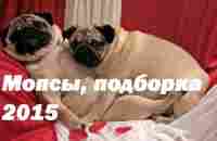 Приколы! Подборка Смешнот с Мопсами. 5 минут хорошего настроения! 2015 Funny Pugs Compilation 5 min - YouTube