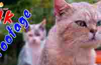 4K Quality Animal Footage - Cats and Kittens Beautiful Scenes Episode 17 | Viral Cat - YouTube