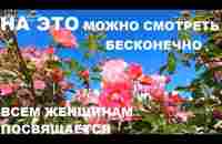 УСПОКАИВАЮЩЕЕ ПЕНИЕ ЛЕСНЫХ ПТИЦ И БОЖЕСТВЕННОЕ ЦВЕТЕНИЕ РОЗ ИЗЛУЧАЮТ ТОЛЬКО ЛЮБОВЬ И КРАСОТУ.РЕЛАКС - YouTube