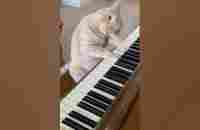 Cat Plays Piano! 