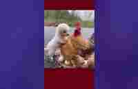 .. try not to laugh .. Funny Babies Playing With Dogs .. - YouTube