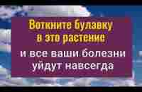 Болезни ослабнут или уйдут совсем если воткнёте булавку в это растение - YouTube