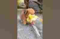 Friendship / puppy and duckling . A beautiful moment #397 - #shorts - YouTube