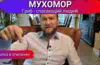 МУХОМОР | Гриб - СПАСАЮЩИЙ людей| Павел Дмитриев - YouTube