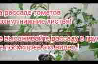 Почему у помидоров сохнут листья? Причины,лечение. - YouTube