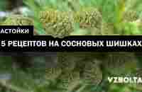 Настойка на сосновых шишках: 5 рецептов + свойства и применение