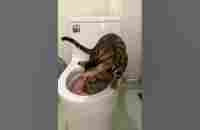 Bengal cat using toilet - YouTube