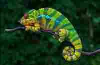 The Panther Chameleon / get acquainted - YouTube