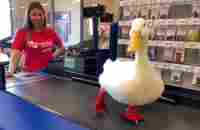 I took my duck to Petsmart - YouTube