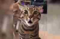 funny cats - YouTube