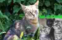 Funny kittens. Feeding kittens. Best kittens of 2023!!! - YouTube