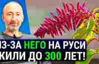 ОН дарует БЕССМЕРТИЕ. Еда №1 на Руси. Защищает от РАКА и старения! ЕГО состав как у грудного молока! - YouTube