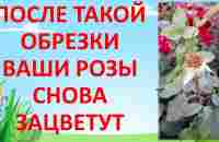 КАК ОБРЕЗАТЬ РОЗУ ПОСЛЕ ЦВЕТЕНИЯ ЛЕТОМ чтобы снова зацвела. Обрезка роз летом. Как выращивать розы. - YouTube