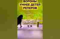 ВОРОНЫ умнее обезьян #тайноенепознанное #факты #осознание #крамола - YouTube