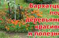 Посев бархатцев в приствольные круги деревьев. Бархатцы в огороде - красиво и полезно. - YouTube