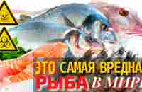 Самая Вредная Рыба в Мире | Самая Опасная для Здоровья Рыба - YouTube