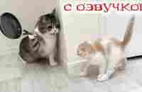 Приколы с котами! Смешные коты! С ОЗВУЧКОЙ! СМЕШНЫЕ ЖИВОТНЫЕ 2023! Тест на психику! - YouTube