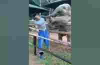 Playful baby elephant pokes guy with his trunk - YouTube