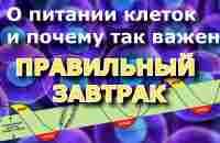 О питании клеток и почему так важен правильный завтрак - YouTube