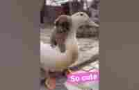 Dog and duck so cute #shorts - YouTube