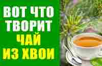 Полезный Чай Из Хвои Сосны. Как заварить иголки сосны - YouTube