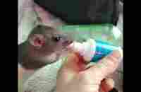 Это Шустрик, он сейчас болеет и пьёт Живую Зеленую клетку прямо из бутылочки, - YouTube