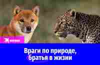 Враги по природе, братья в жизни - YouTube