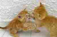 Kittens fighting - mother cat punishes her kittens - YouTube