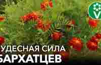 НЕ ВЫБРАСЫВАЙТЕ БАРХАТЦЫ ОСЕНЬЮ! Они повысят плодородие почвы, отпугнут кротов + рецепт чая от ОРВИ - YouTube