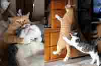 Смешные Видео Про Кошек До Слез!!! #37 Funny Cats and Dogs!!! - YouTube