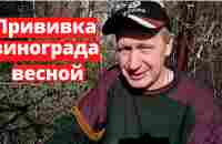 Прививка винограда весной - YouTube