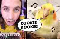 The Kiffness x Ginger the Cockatiel - Kookee Kookee (CLUB ANTHEM) - YouTube