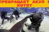 Вы НЕ ПОВЕРИТЕ! Акулы УМОЛЯЮТ о ласке и выстраиваются в очередь за объятиями! - YouTube