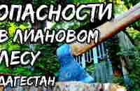 Нереальные Джунгли в России | Самурский Лиановый лес | Дагестан и змеи на деревьях - YouTube