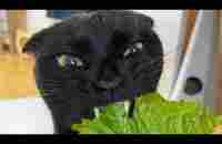 Funny animals - Funny cats / dogs - Funny animal videos 291 - YouTube