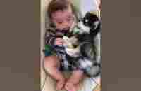 Baby and Husky BFFs Cuddle Together! - YouTube