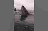 Great White Shark popping head up #shorts - YouTube